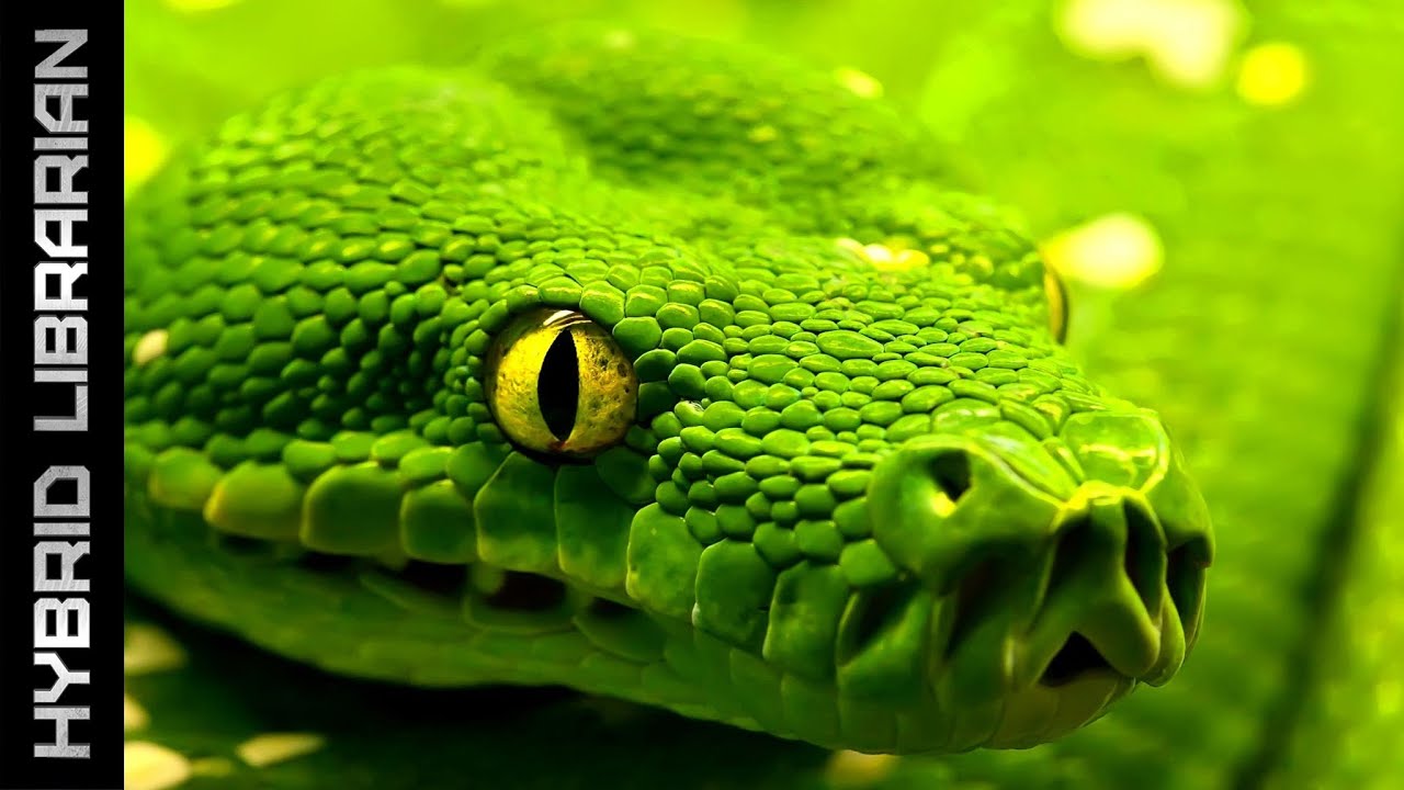 가장 위험한 벽지,비열한,초록,뱀,뱀,부드러운 녹색 뱀