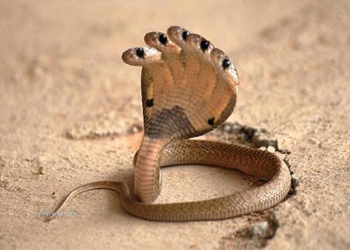 fondo de pantalla más peligroso,serpiente,reptil,serpiente,elapidae,cobra real