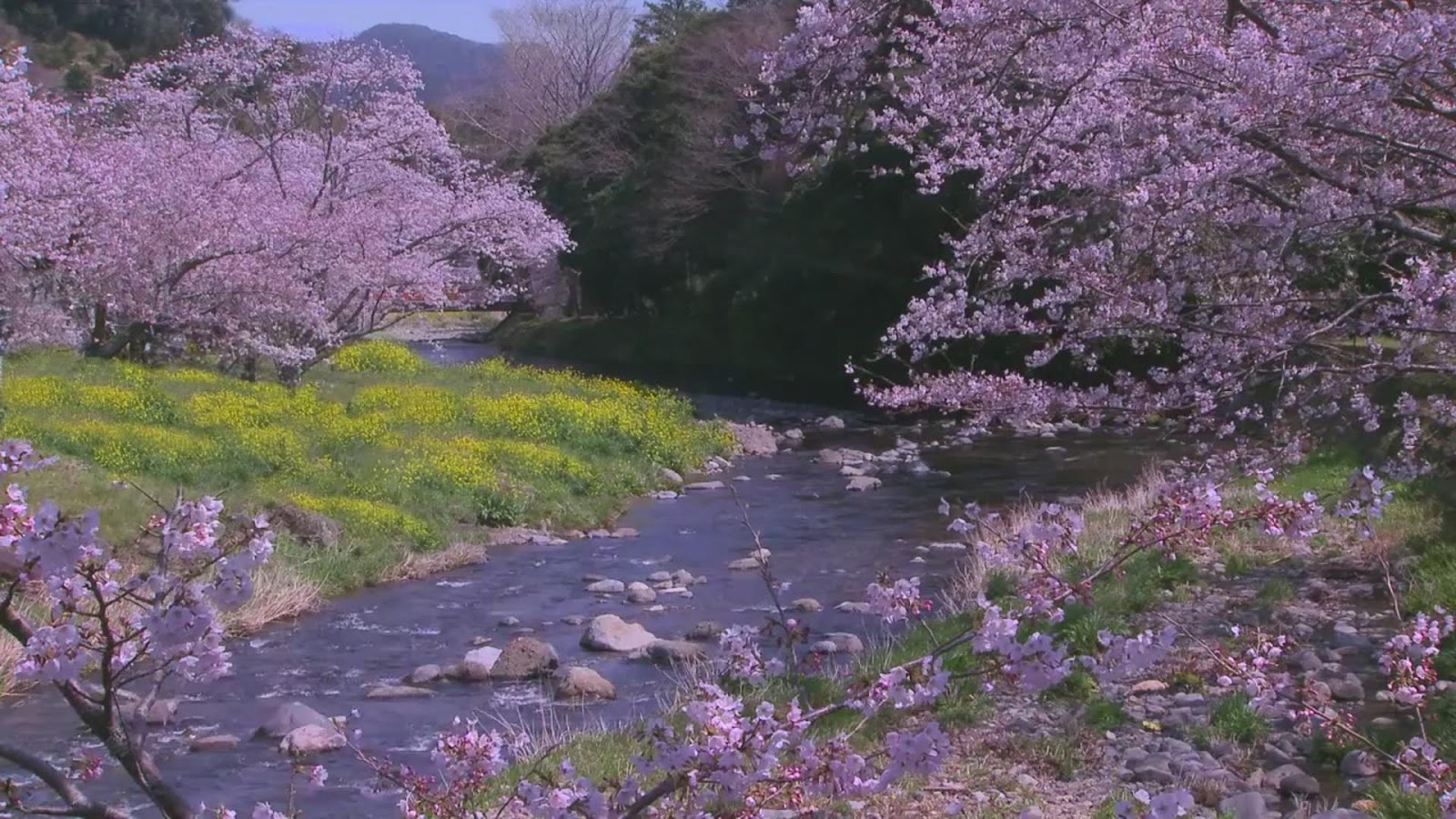 fiume live wallpaper,natura,fiore,paesaggio naturale,lavanda,primavera