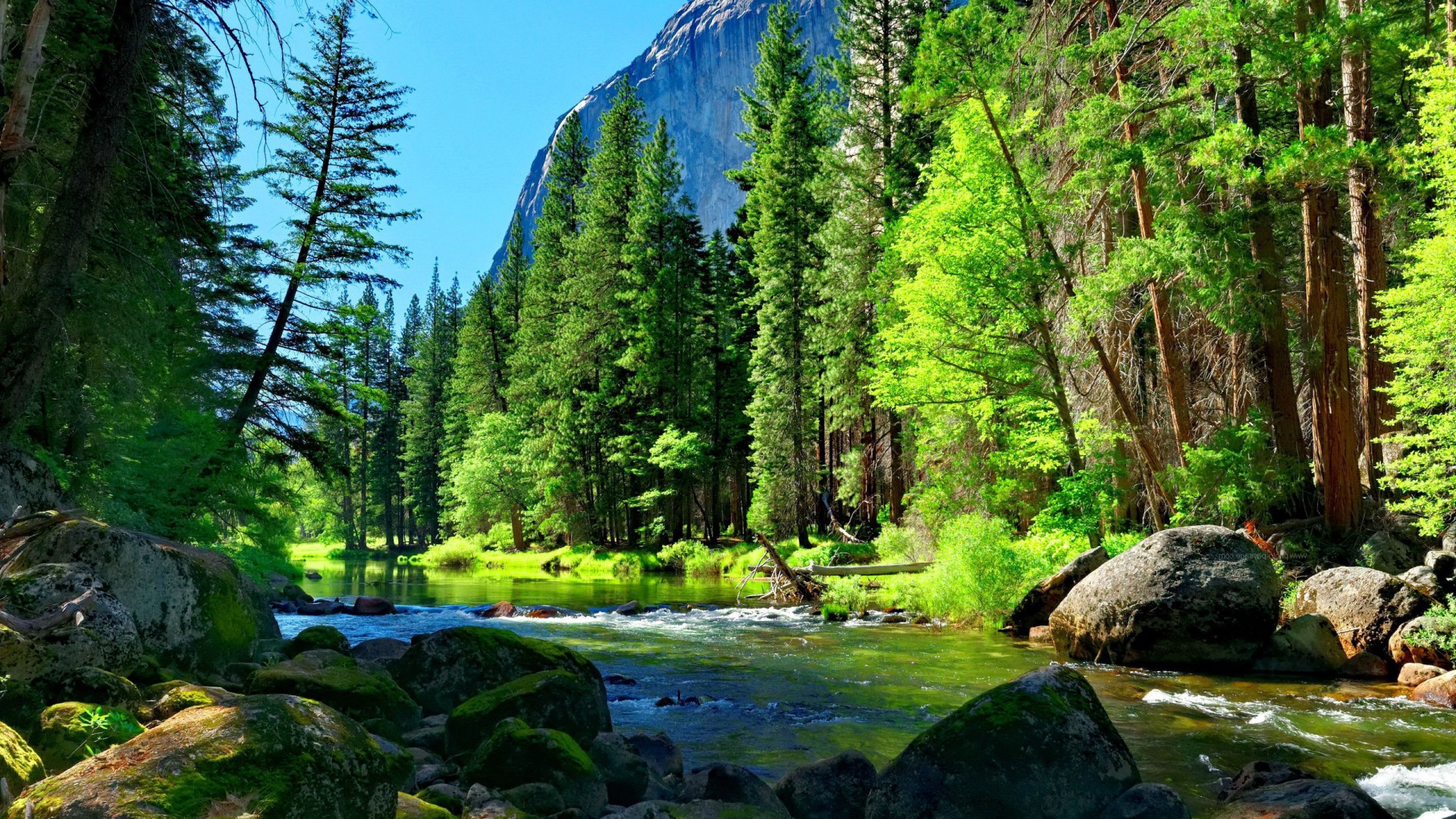 fondo de pantalla de río de montaña,paisaje natural,naturaleza,bosque,árbol,bosque de crecimiento antiguo