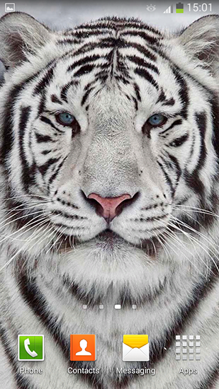 live wallpaper bianco,tigre,natura,tigre del bengala,tigre siberiana,animale terrestre