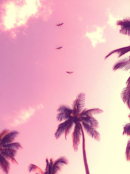 계절 라이브 배경 화면,하늘,분홍,자연,야자수,보라색