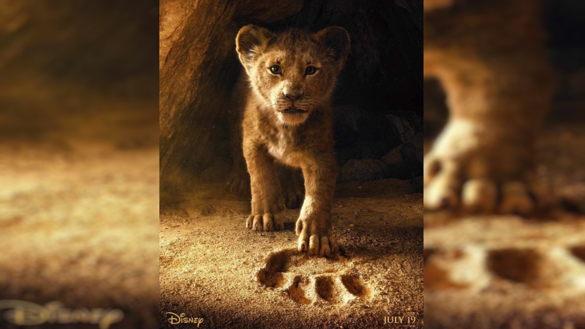 baby live wallpaper hd,natura,leone,animale terrestre,felidae,grugno