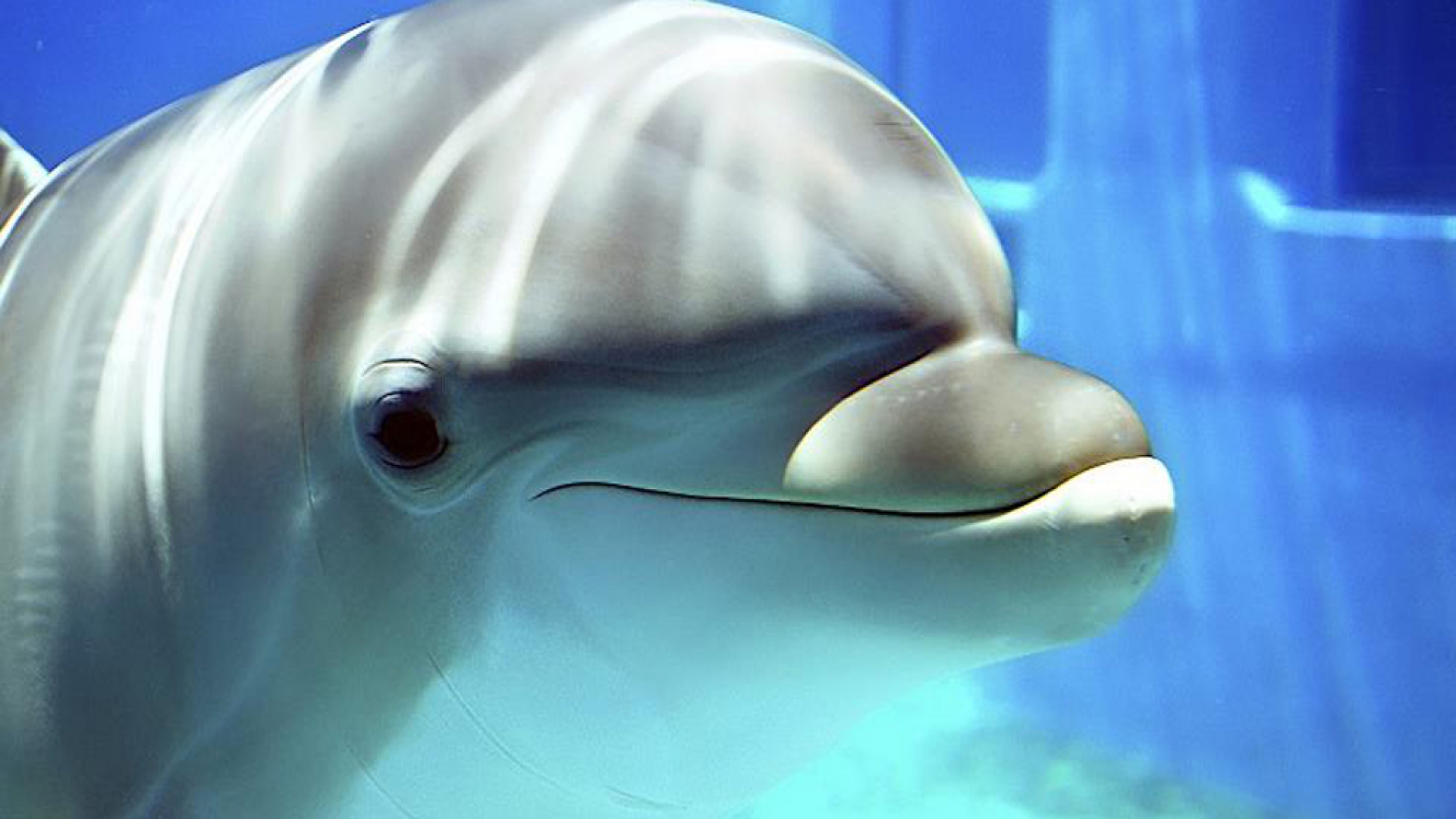 bebé live wallpaper hd,delfín nariz de botella común,delfín,mamífero marino,delfín nariz de botella,delfín común de pico corto