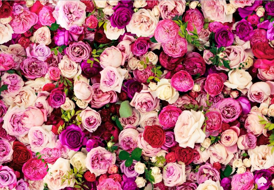 케이트 스페이드 전화 벽지,꽃,정원 장미,장미,분홍,식물