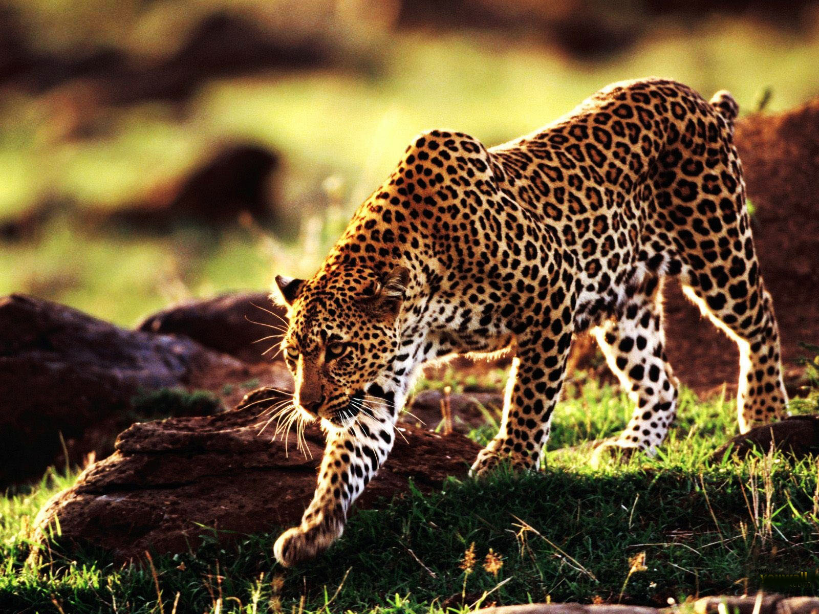 wallpaper de animais,animal terrestre,fauna silvestre,leopardo,felidae,jaguar
