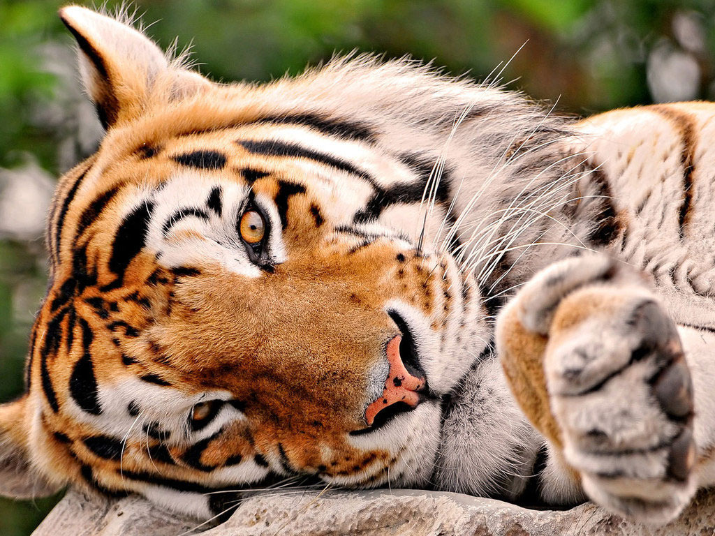 wallpaper de animais,terrestrial animal,mammal,wildlife,vertebrate,tiger