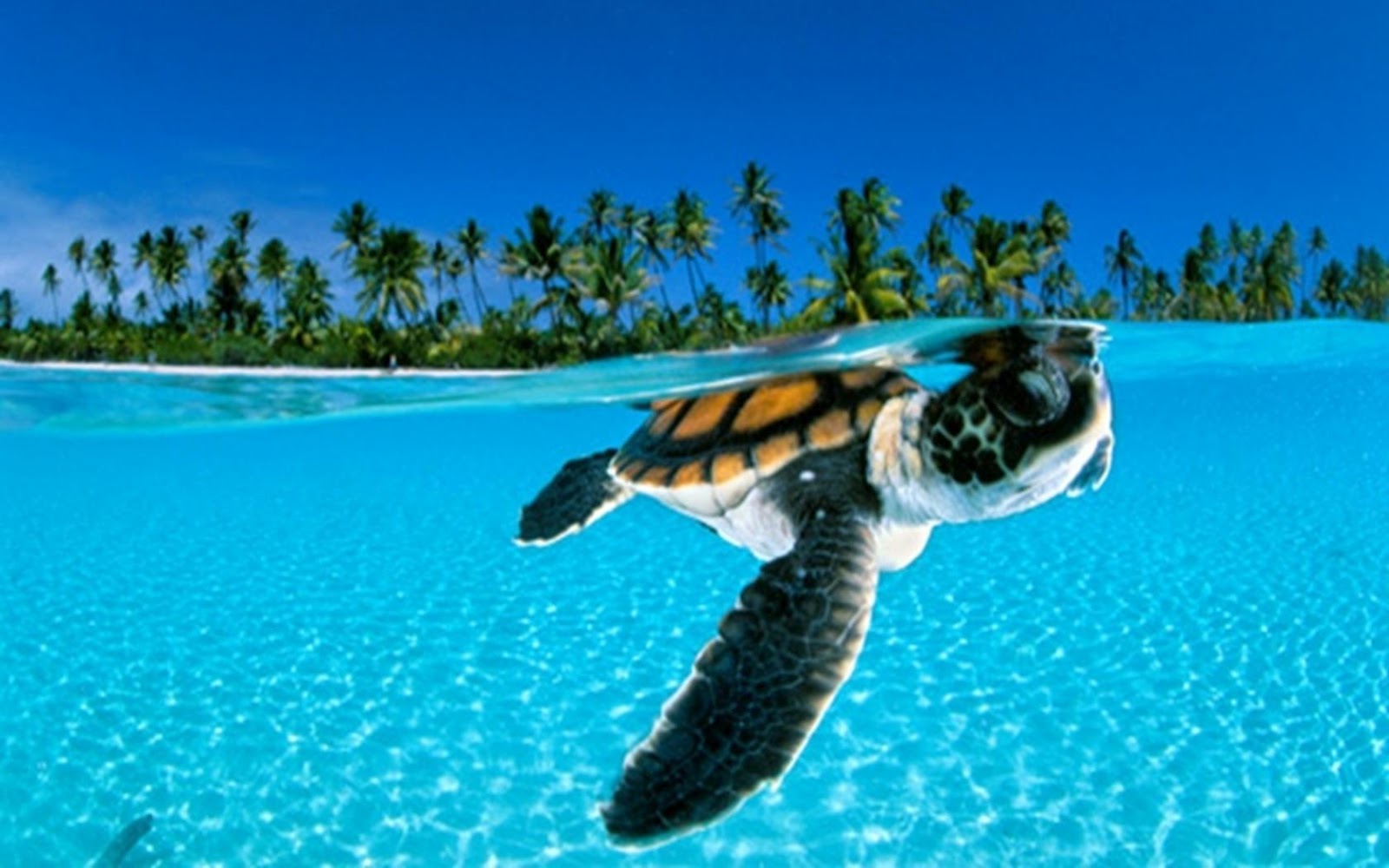 wallpaper de animais,sea turtle,hawksbill sea turtle,green sea turtle,turtle,loggerhead sea turtle