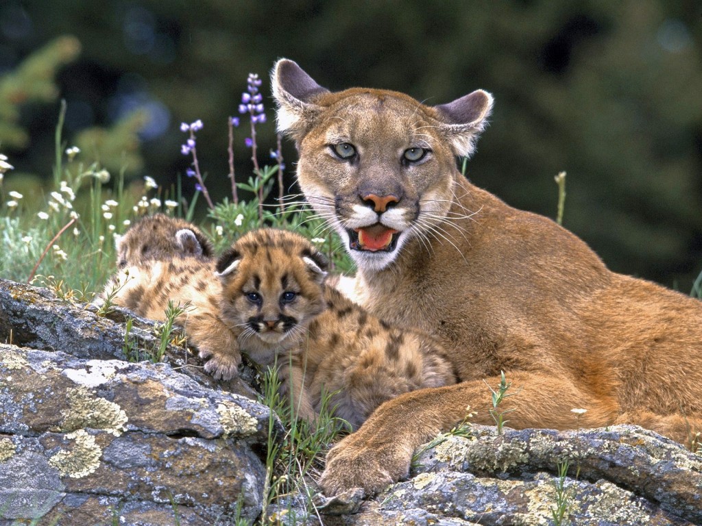 벽지 드 아니메 아,지상파 동물,야생 동물,felidae,퓨마,구레나룻