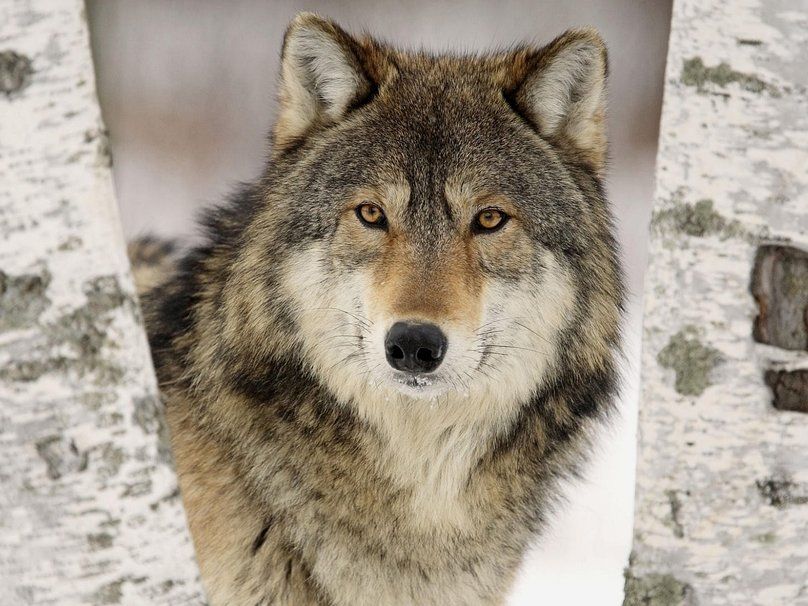 carta da parati de animais,lupo,natura,cane lupo,canis lupus tundrarum,cane lupo saarloos