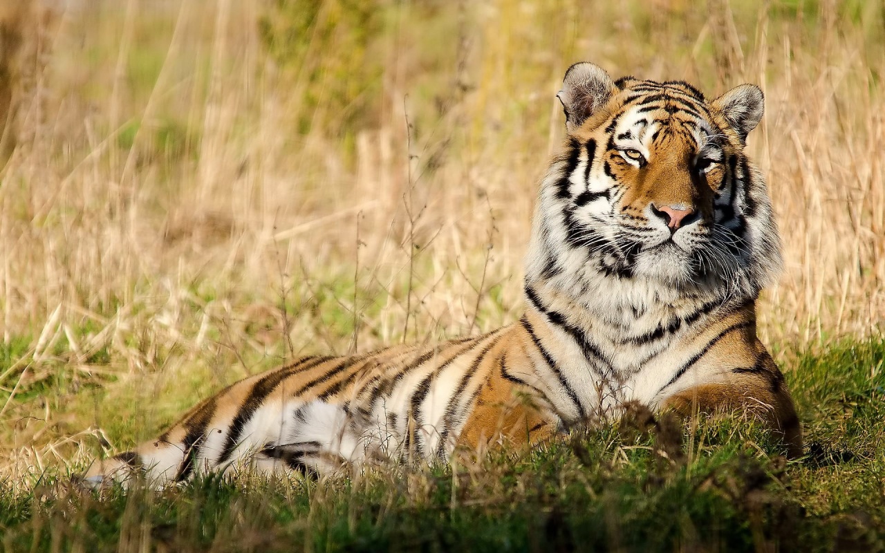 carta da parati de animais,tigre,natura,animale terrestre,tigre del bengala,tigre siberiana