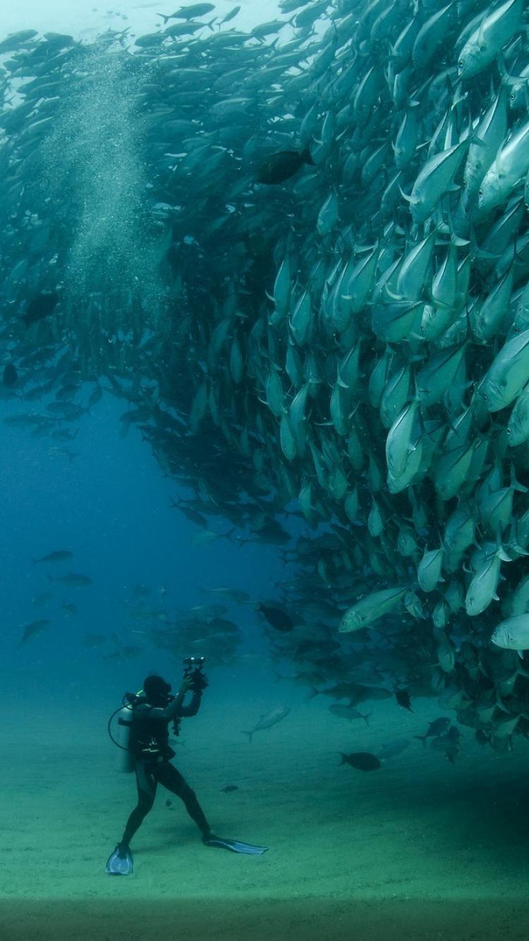 carta da parati geografica nazionale per iphone,subacqueo,immersioni in subacquea,oceano,biologia marina,attrezzatura subacquea