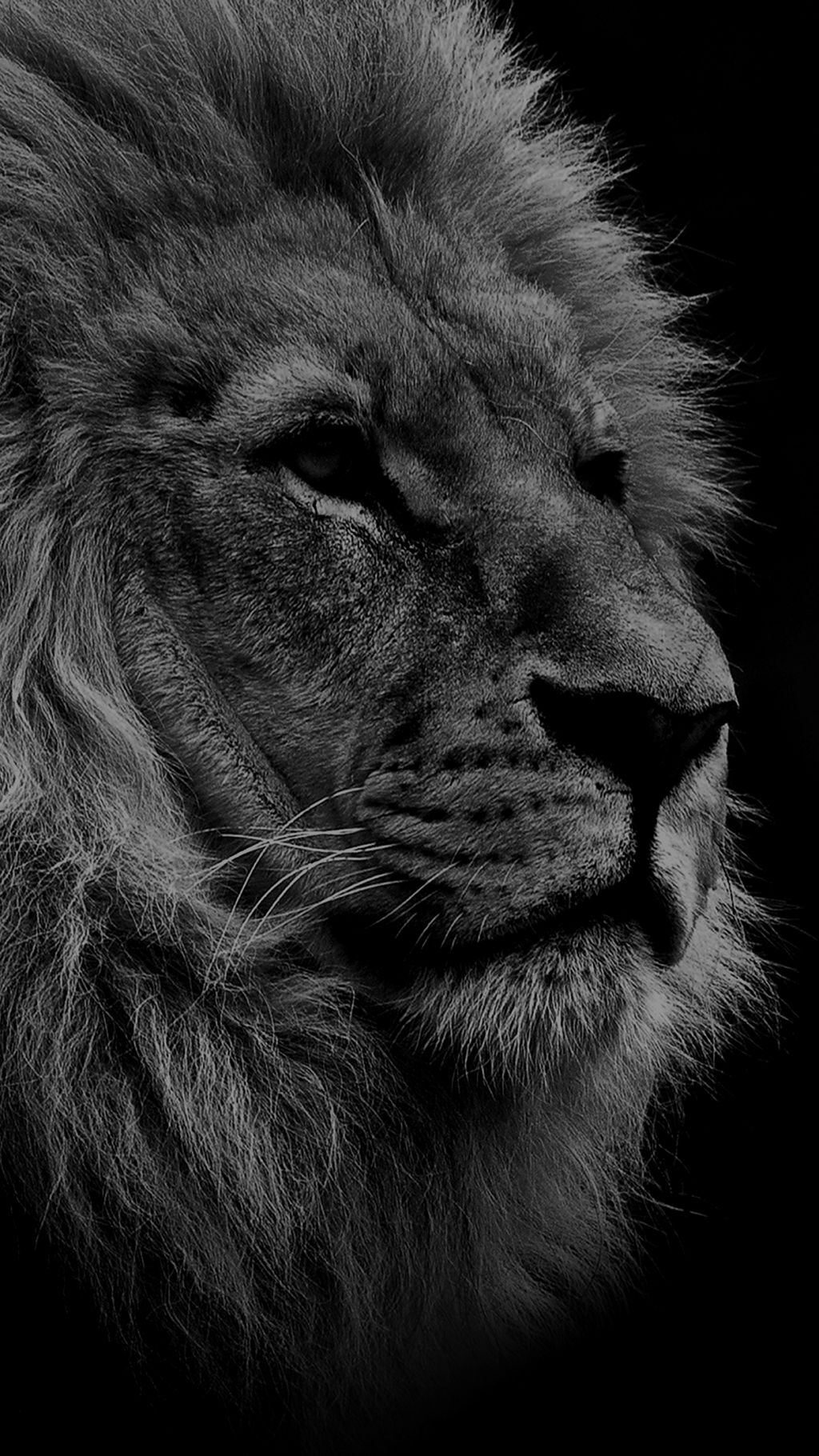 national geographic iphone wallpaper,lion,felidae,black and white,masai lion,wildlife