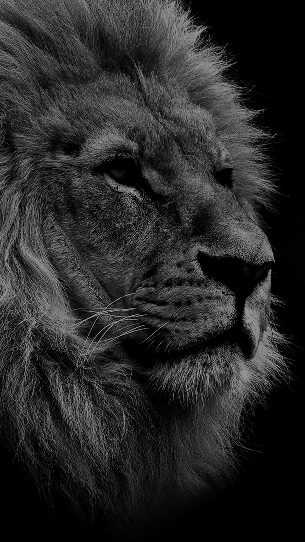 fond d'écran national géographique iphone,lion,félidés,noir et blanc,lion masai,faune