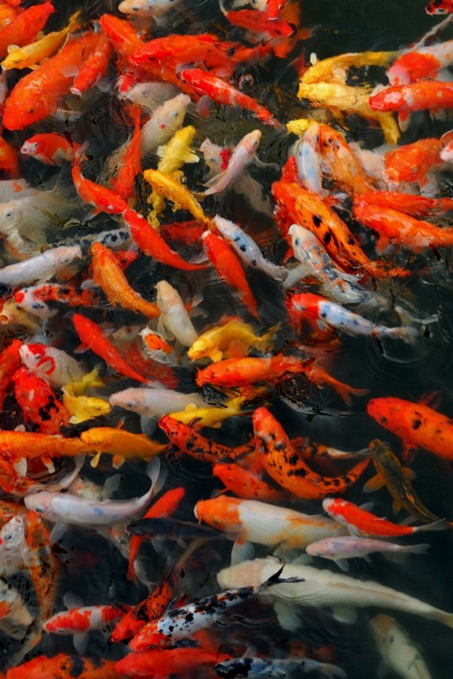 내셔널 지오그래픽 아이폰 배경 화면,잉어,물고기 연못,못,물고기,피더 피쉬