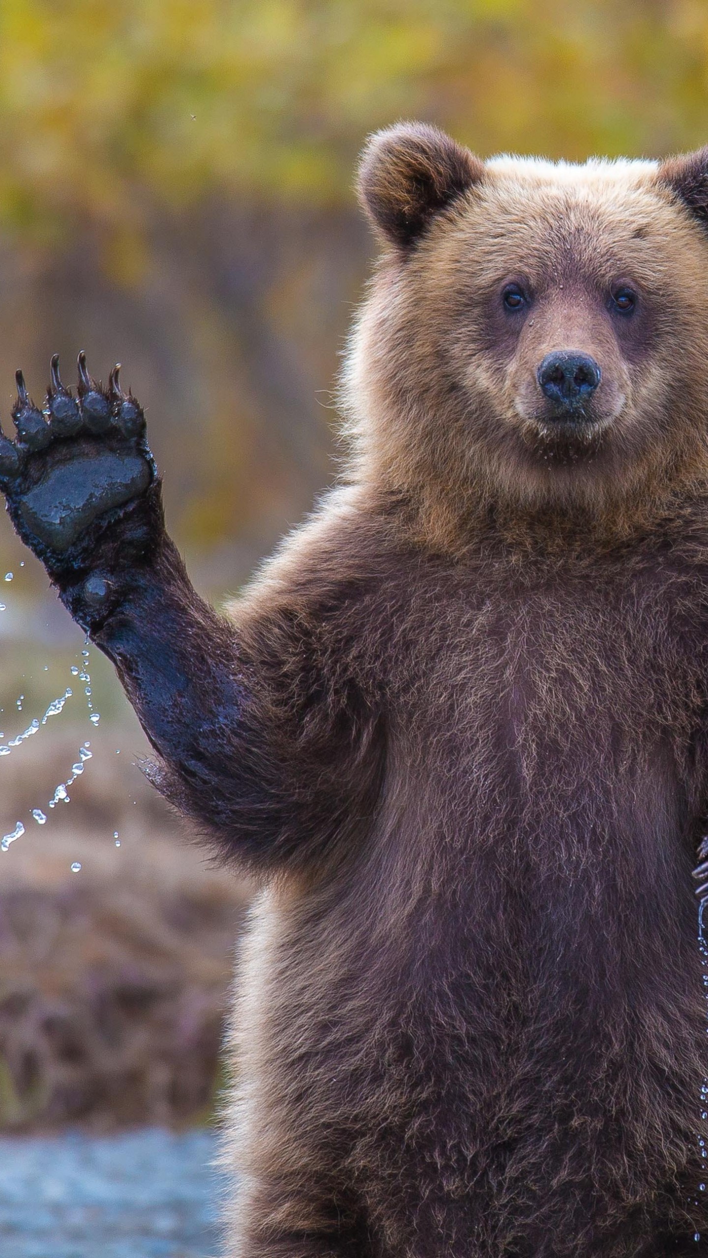 全国の地理的なiphoneの壁紙,ヒグマ,陸生動物,ハイイログマ,くま,野生動物