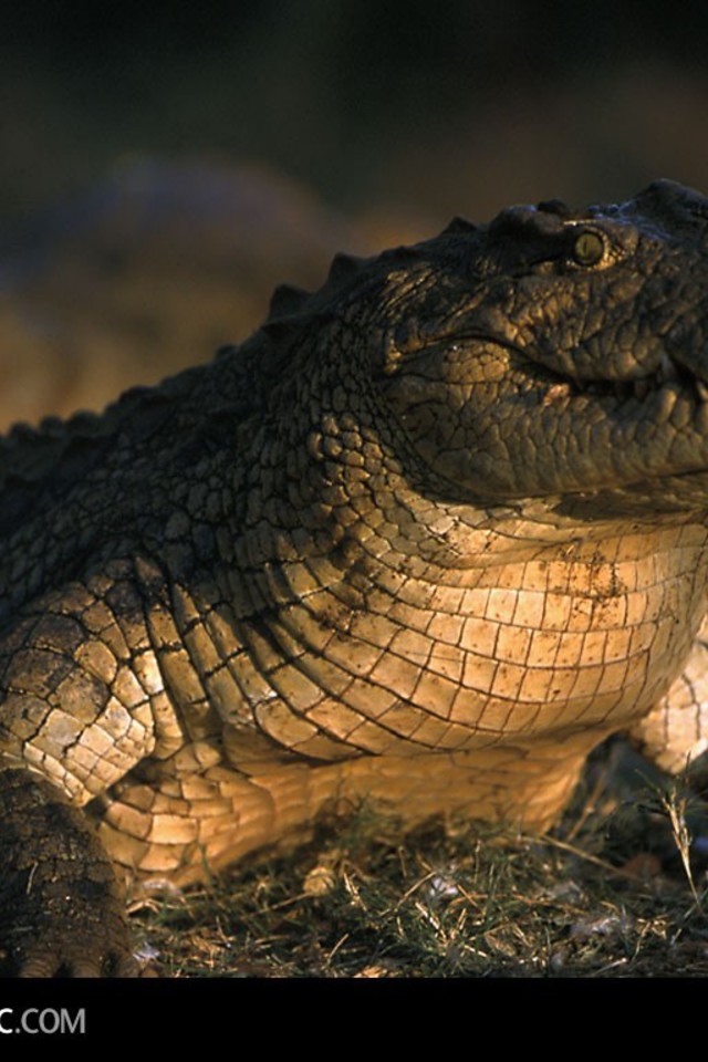 national geographic iphone wallpaper,reptile,american alligator,saltwater crocodile,alligator,crocodilia