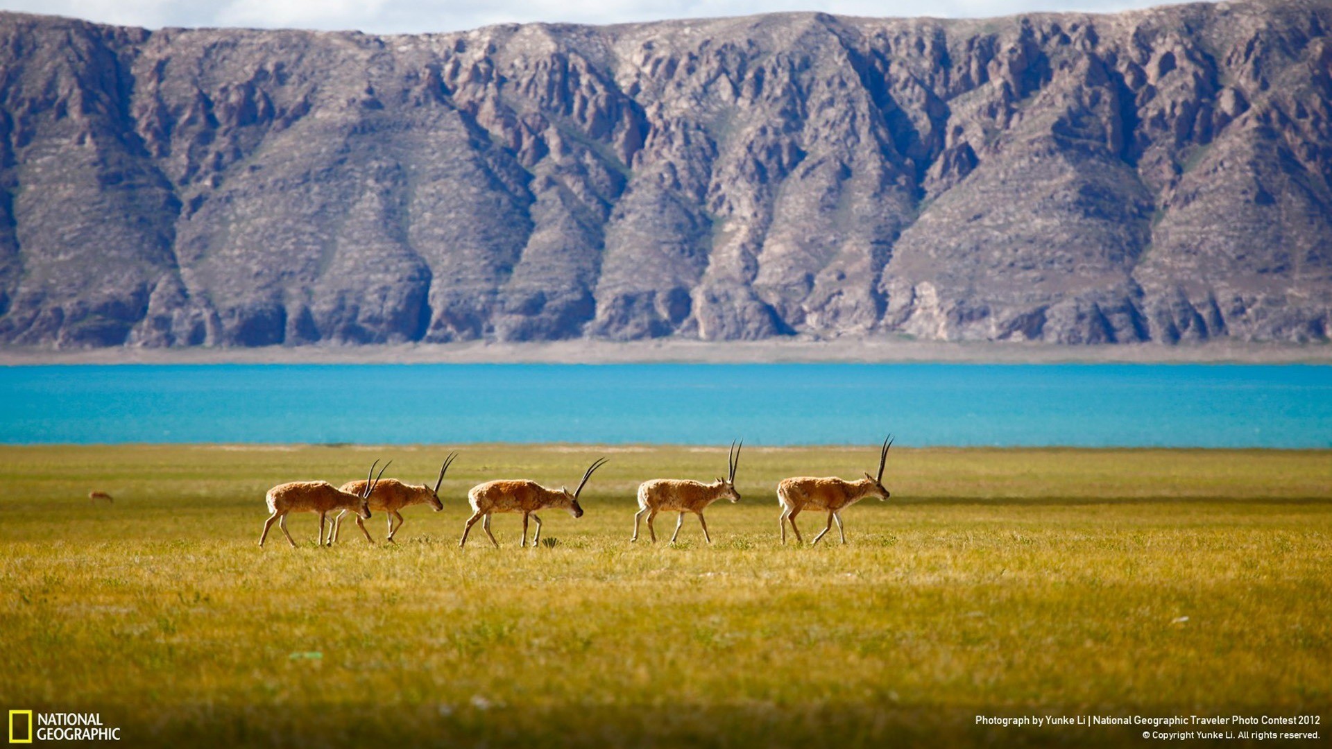 national geographic iphone wallpaper,wiese,tierwelt,natur,herde,steppe