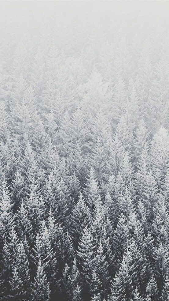 全国の地理的なiphoneの壁紙,雪,凍結,霜,木,冬