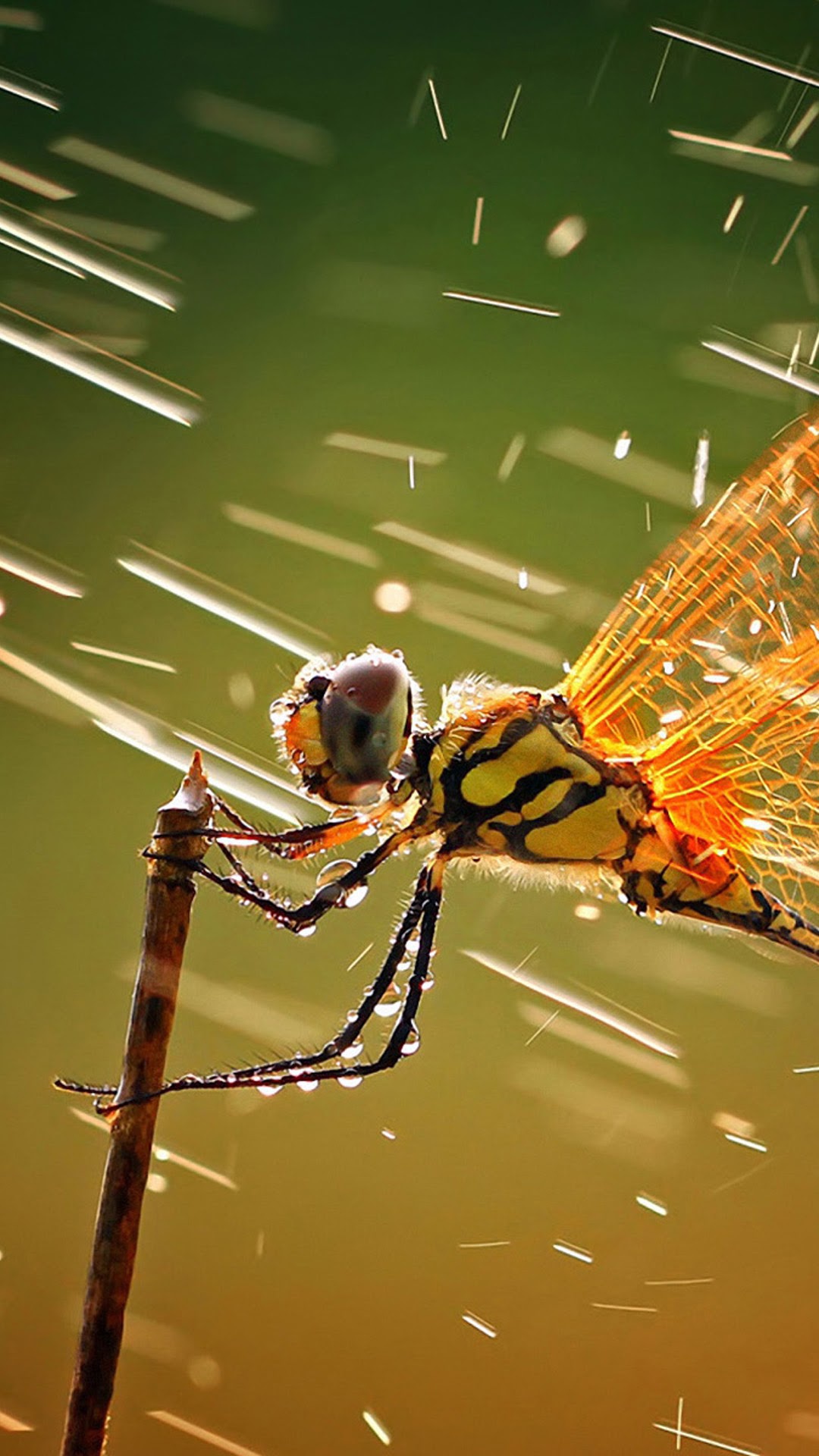 national geographic iphone wallpaper,insect,invertebrate,dragonflies and damseflies,macro photography,spider