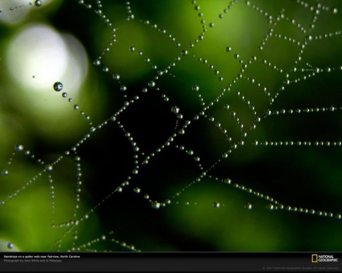 national geographic iphone wallpaper,spider web,green,water,dew,nature