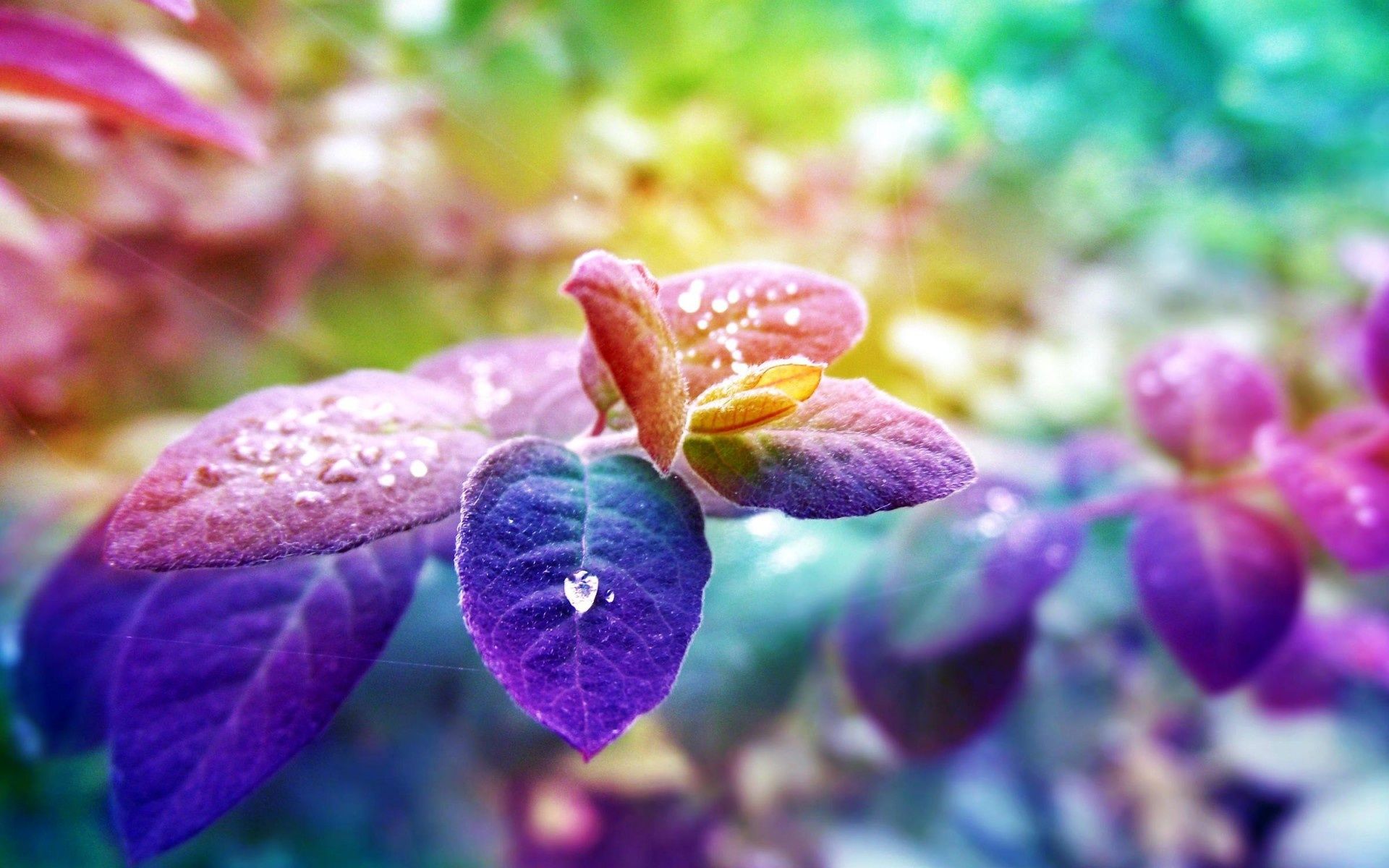 descarga de fondos de color,flor,planta floreciendo,violeta,planta,pétalo