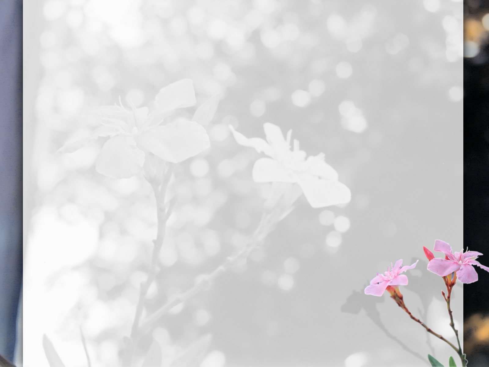 fondo de pantalla de powerpoint,rosado,flor,primavera,planta,pétalo