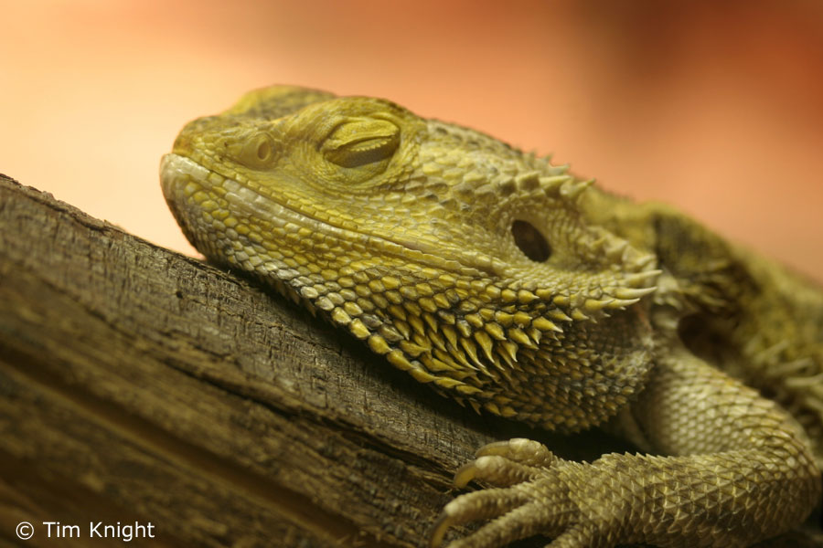 bärtige drachentapete,reptil,leguan,eidechse,grüner leguan,agama