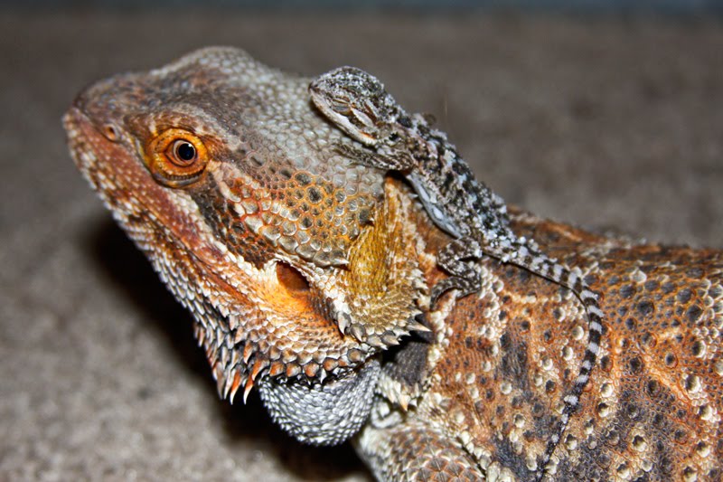 bearded dragon wallpaper,reptile,lizard,scaled reptile,iguania,agama