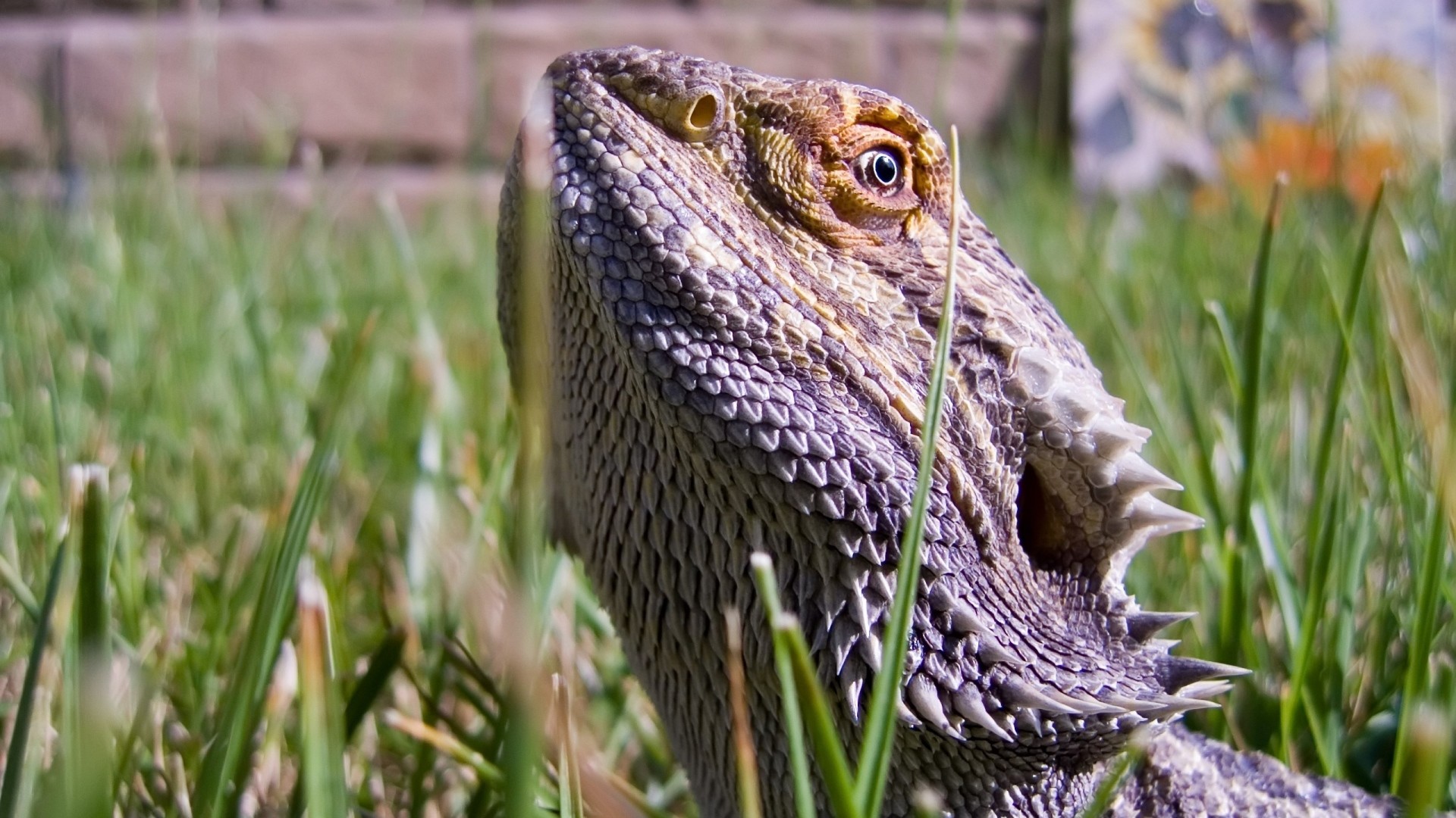 papier peint dragon barbu,reptile,lézard,agama,iguane,animal terrestre