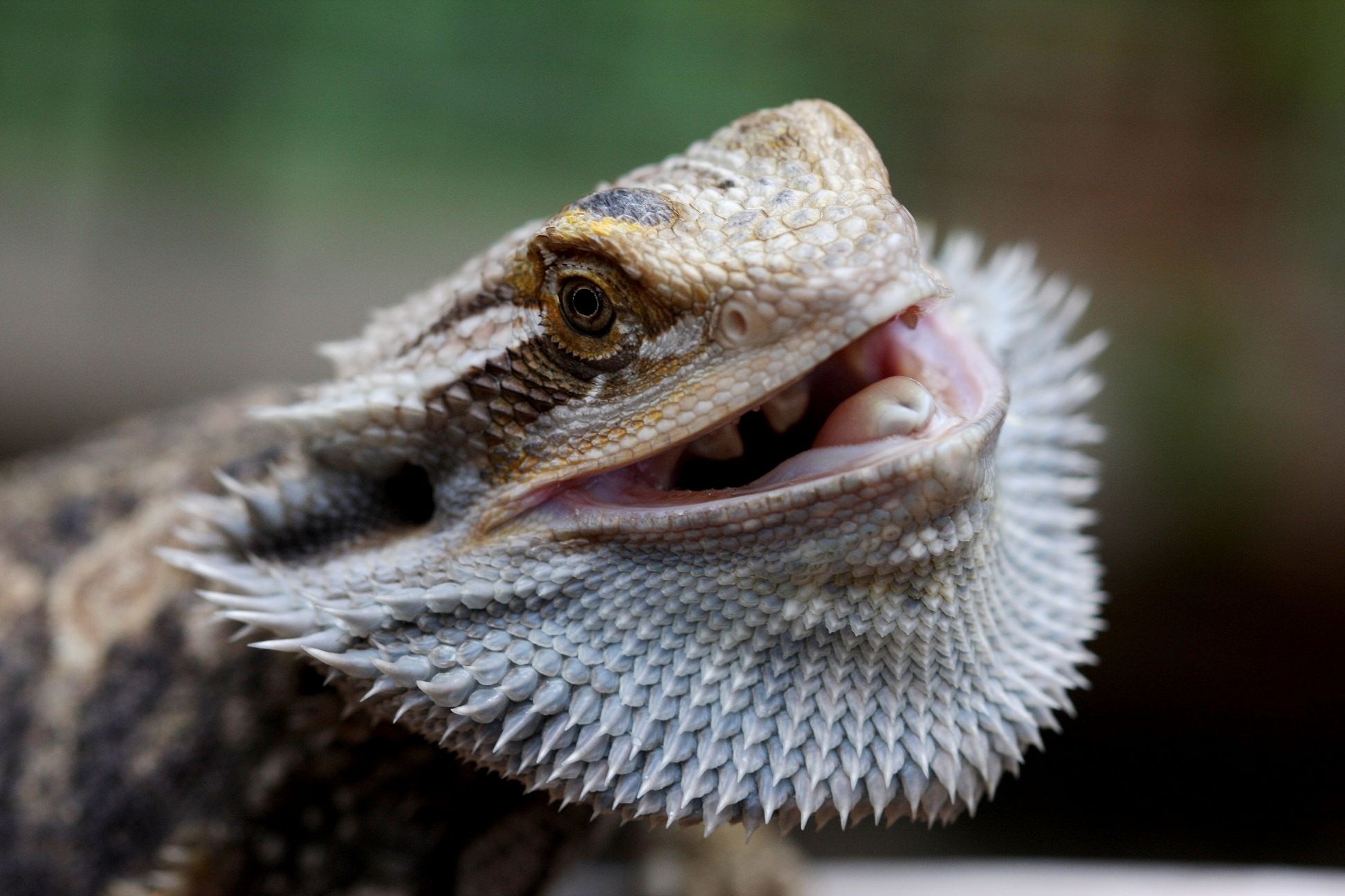 bearded dragon wallpaper,reptile,terrestrial animal,scaled reptile,adaptation,mouth