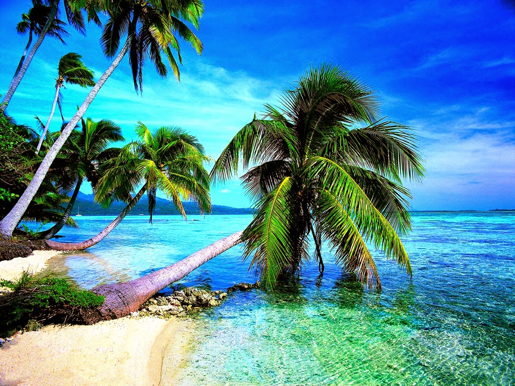 壁紙デプライア,自然の風景,自然,木,海洋,カリブ海