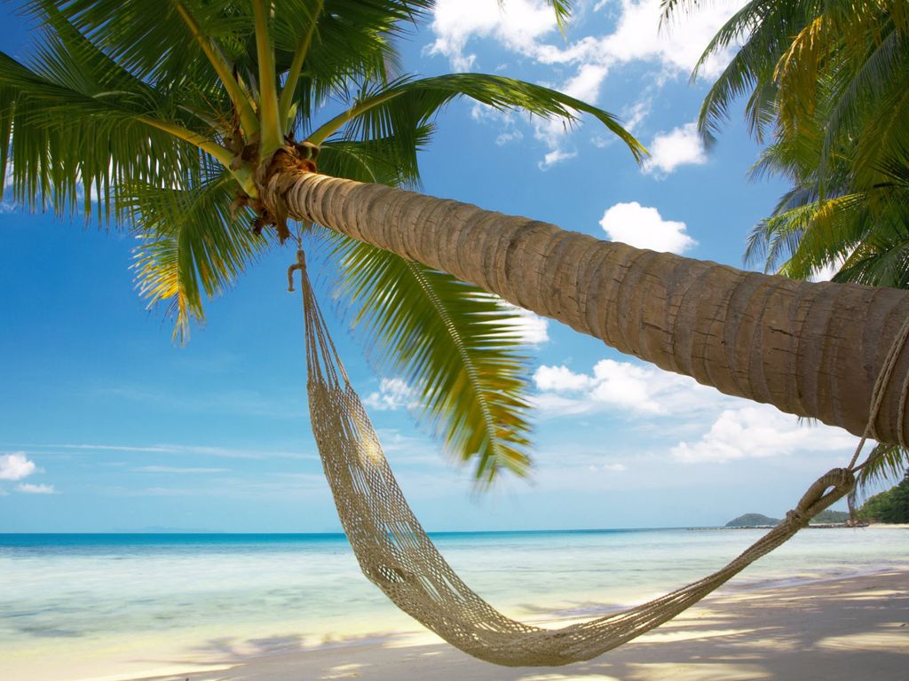 carta da parati de praia,albero,natura,palma,cielo,caraibico