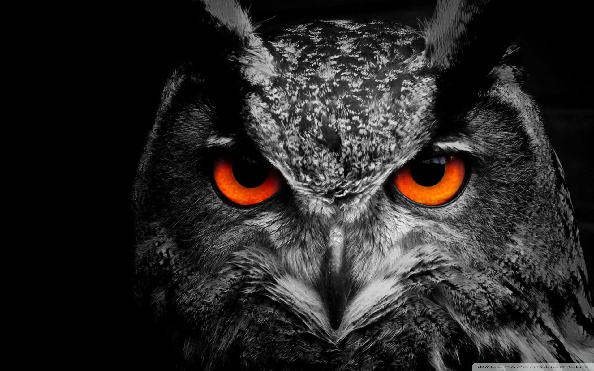 wallpaper coruja,owl,bird,bird of prey,eastern screech owl,western screech owl