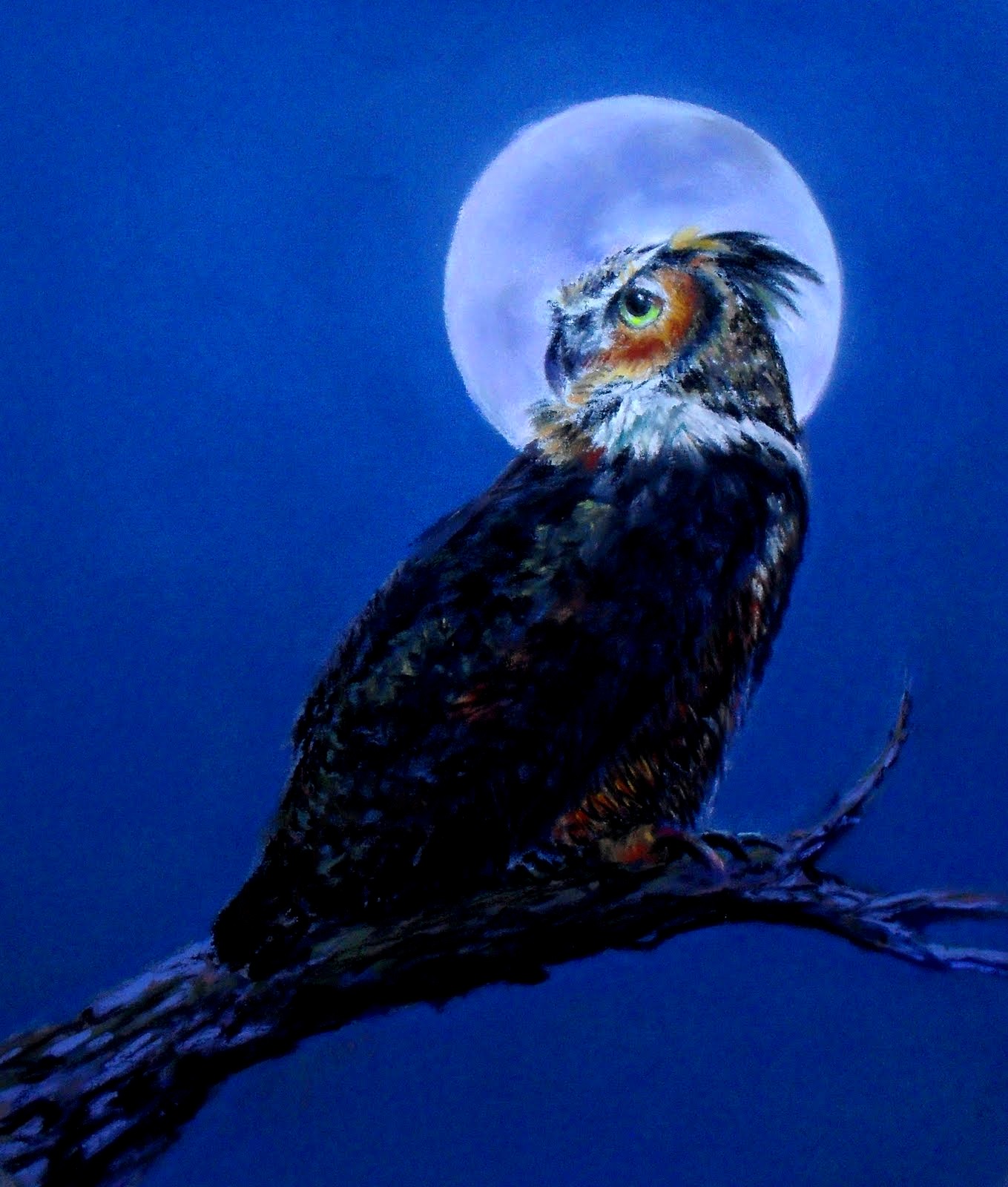 壁紙coruja 鳥 猛禽 Accipitriformes ハヤブサ 鷲 Wallpaperuse