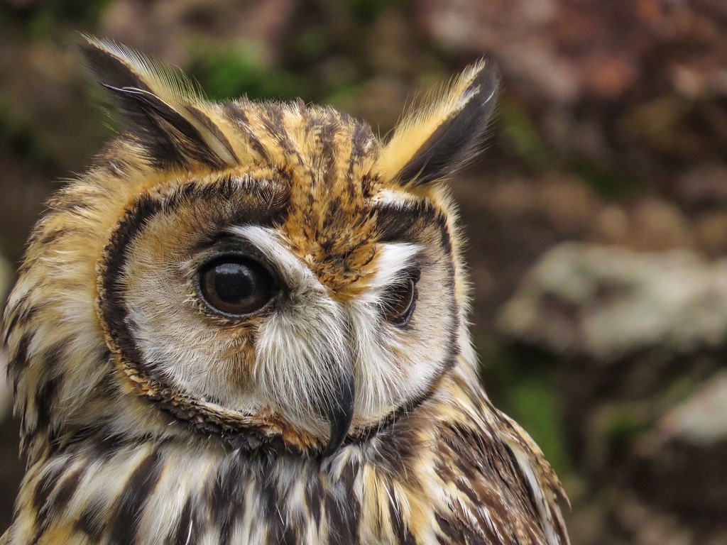 壁紙coruja,フクロウ,鳥,猛禽,野生動物,アメリカオオコノハズク