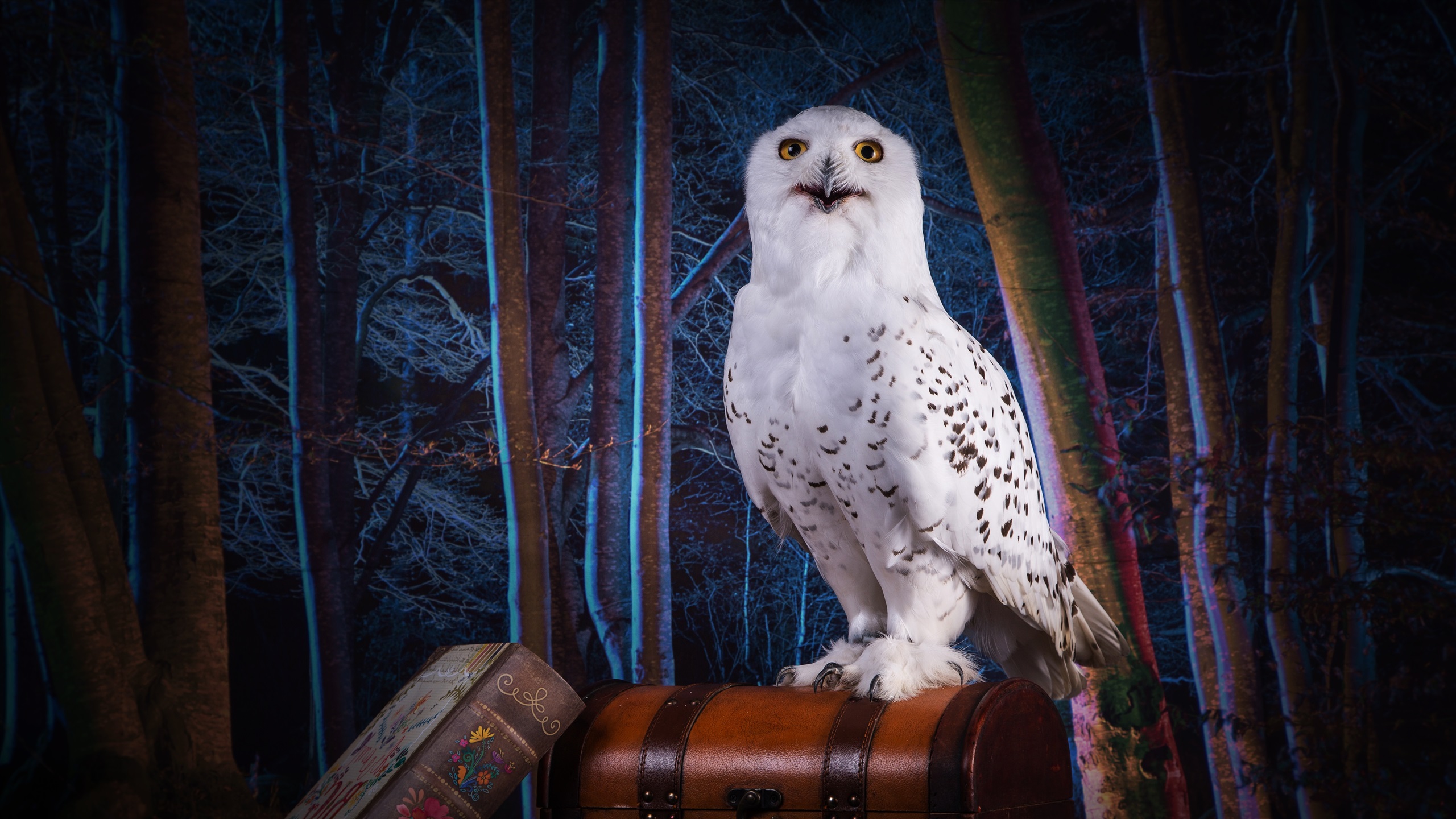 wallpaper coruja,owl,snowy owl,vertebrate,bird,bird of prey