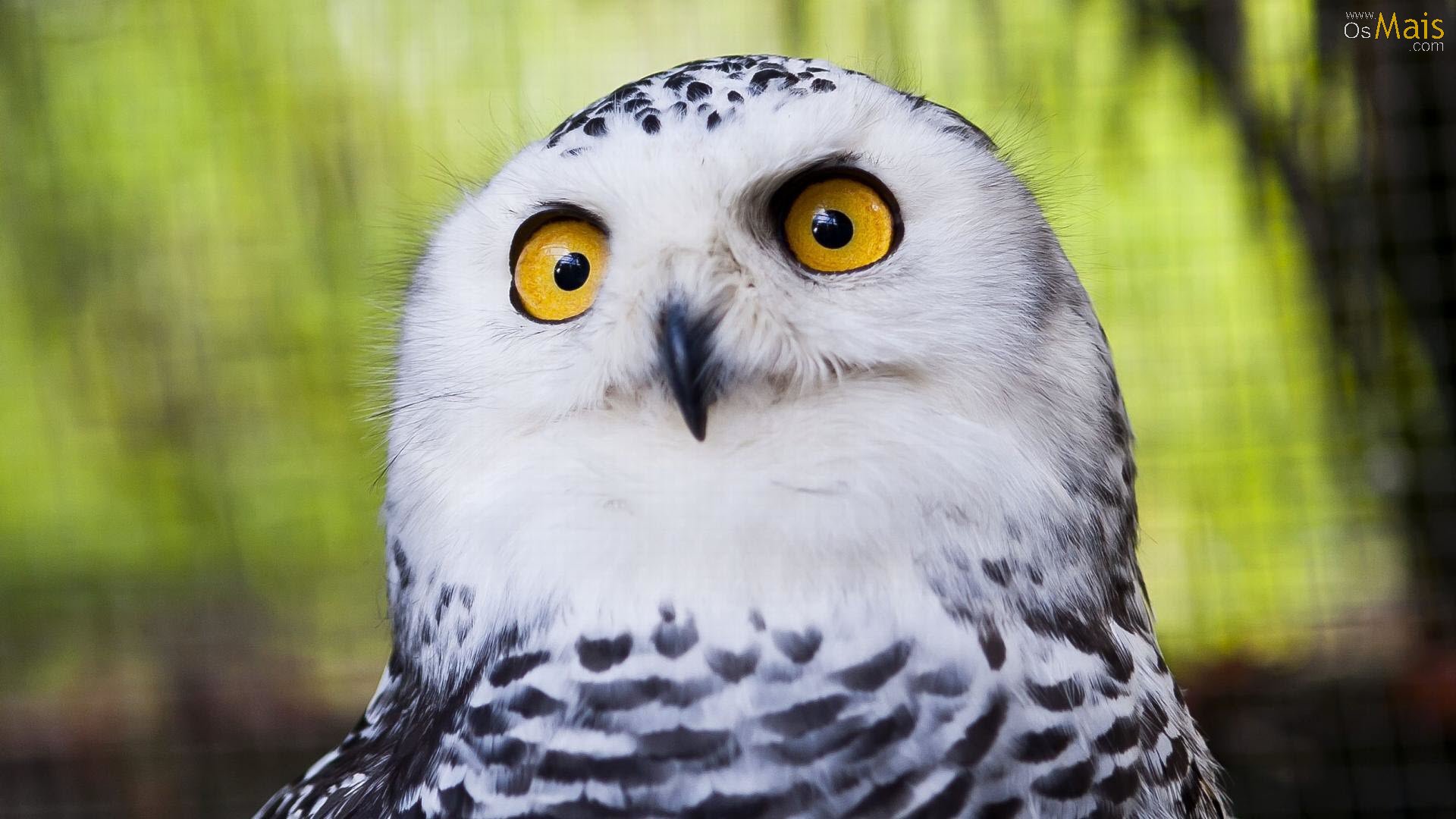 tapete coruja,vogel,eule,schneeeule,raubvogel,natur