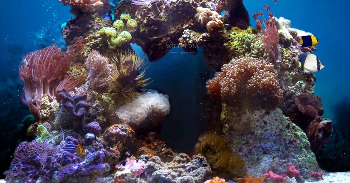 santabantaホット壁紙シリーズ2,リーフ,サンゴ礁,コーラル,石サンゴ,海洋生物学