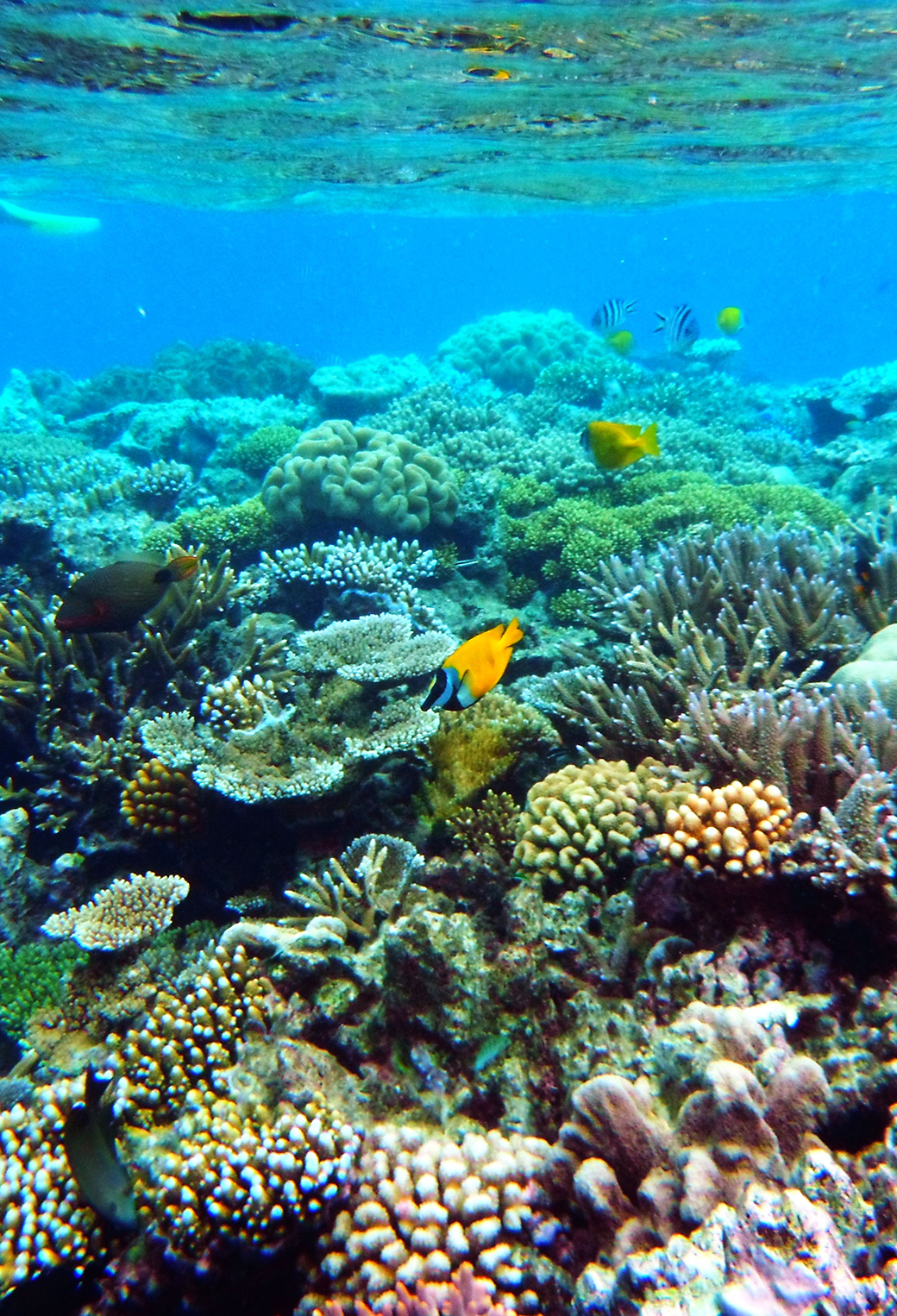 great barrier reef wallpaper,reef,coral reef,coral,underwater,natural environment