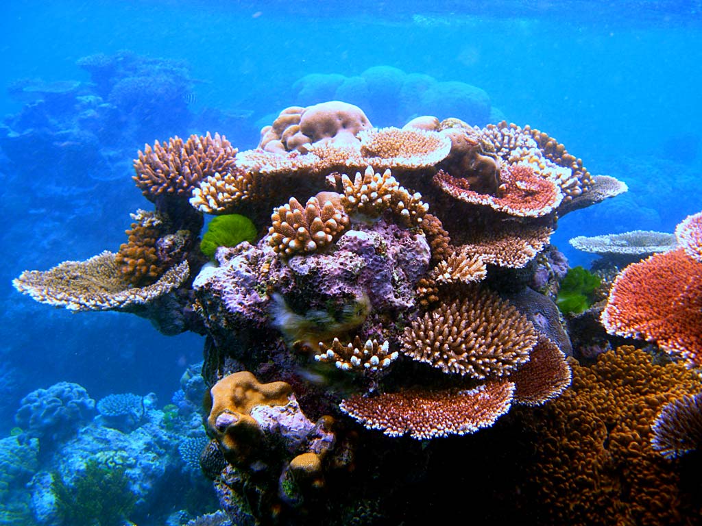 gran fondo de pantalla de barrera de coral,arrecife,arrecife de coral,coral,coral pedregoso,biología marina