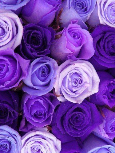 papier peint roxo,fleur,rose,roses de jardin,violet,violet