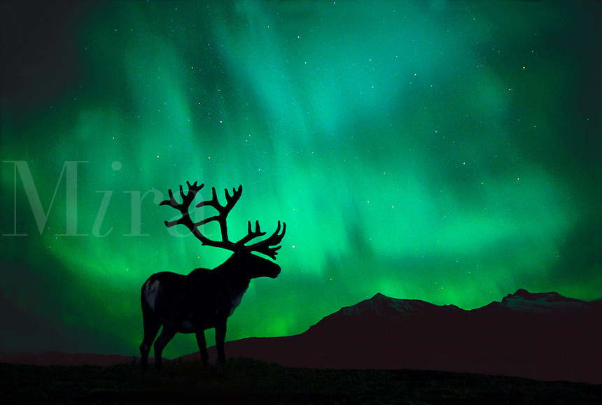 aurora boreale sfondi animati,renna,cielo,verde,natura,aurora