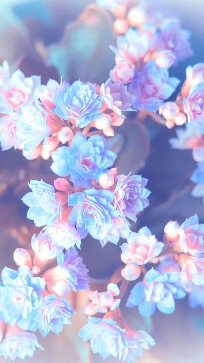 blue and pink floral wallpaper,blue,pink,lilac,flower,blossom
