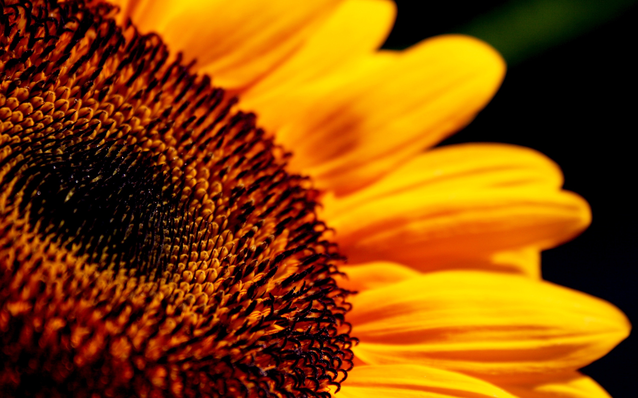 wallpaper alta definição,sunflower,flower,yellow,pollen,sunflower