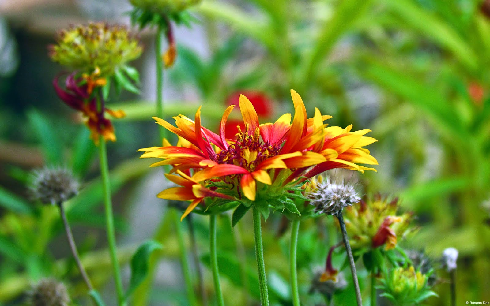 壁紙alta Defini O 花 開花植物 工場 野草 草本 Wallpaperuse 壁紙alta Defini O 花 開花植物 工場 野草 草本 Wallpaperuse
