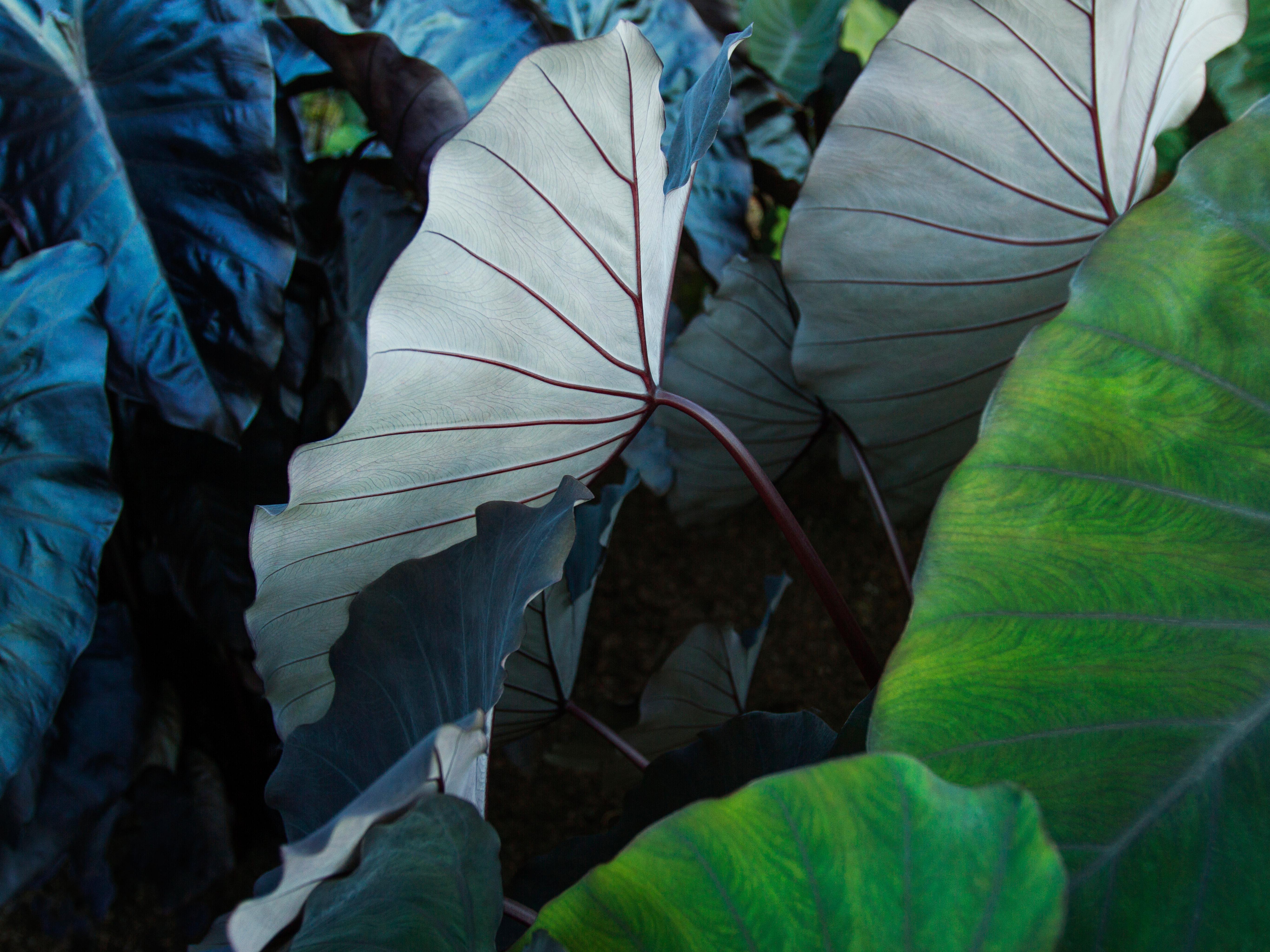 fond d'écran pc 2017,feuille,vert,plante,fleur