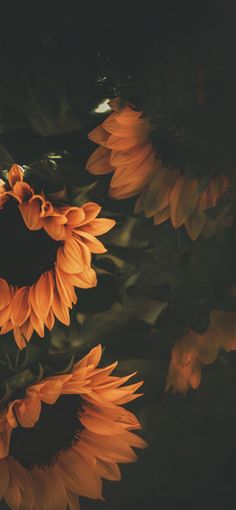 nervioso fondo de pantalla para iphone,naranja,cielo,flor,gerbera,planta