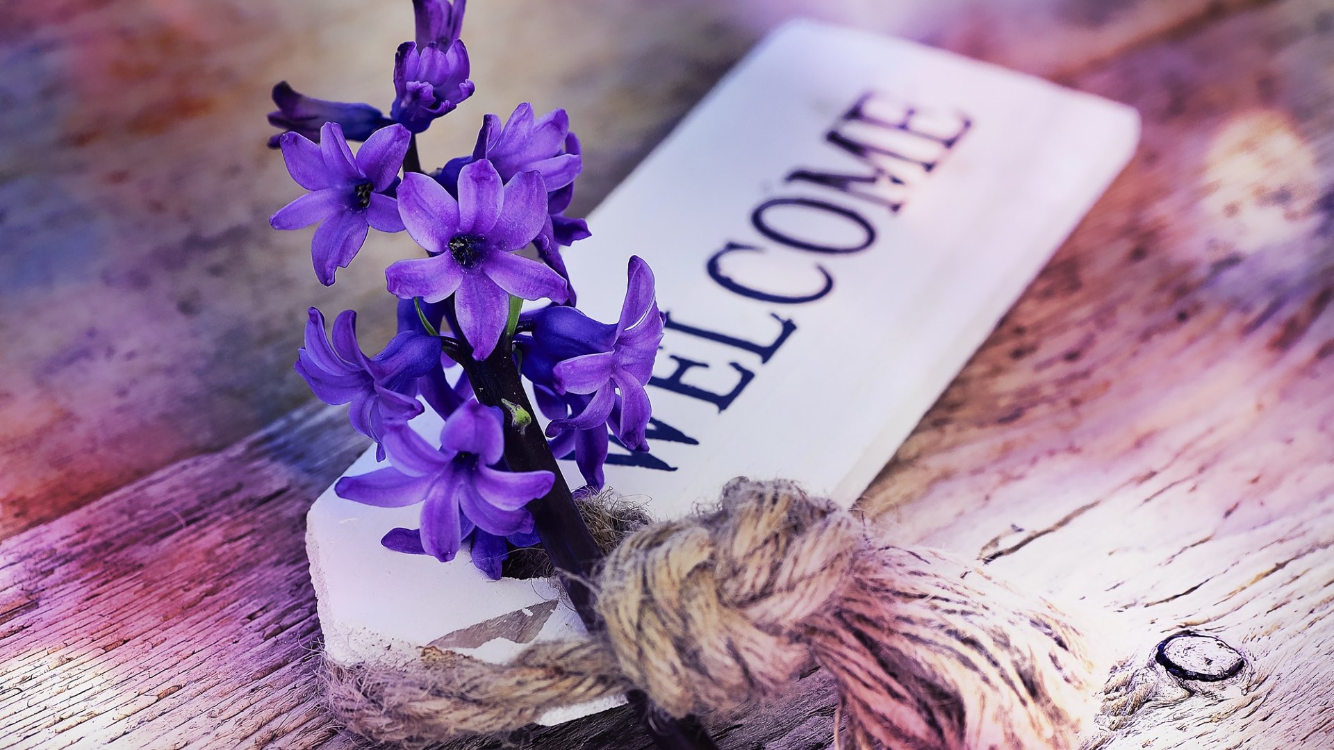 fond d'écran de bienvenue hd,fleur,violet,violet,lavande,plante