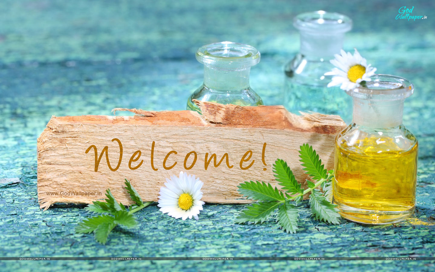 welcome wallpaper hd,camomile,plant,herb,mayweed,flower